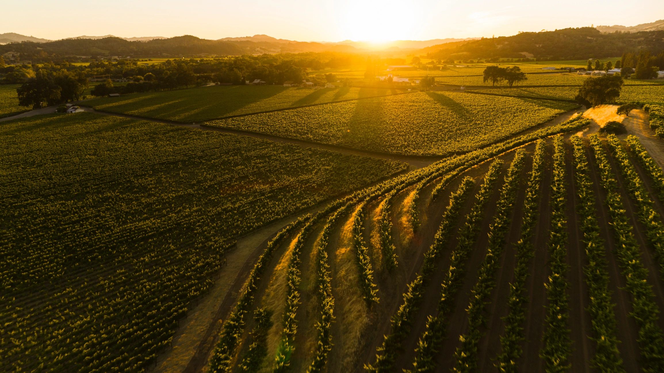 Scenic vineyard landscape